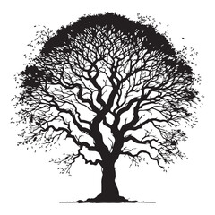 Fototapeta premium Elm Tree Vector illustration in black and white - Elm Plant Silhouette Design