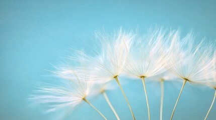 A close-up shot of a group of dandelion seeds against a blue background. The seeds are white and fluffy, and they are arranged in a curved shape. The background is a soft blue.