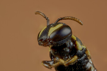 cabeza de abeja silvestre de 3 mm de tamaño