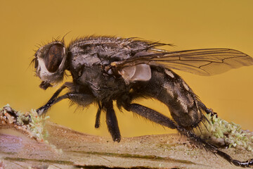 Mosca común en  macro extremo 