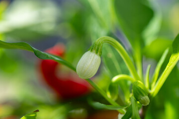 White flower bud of red chili pepper (Capsicum annuum) in Japan