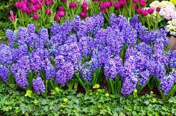 Fototapeta premium Vibrant Purple Hyacinths with Purple Tulips in a Colorful Flower Bed