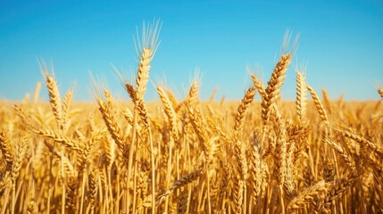 Fototapeta premium Golden wheat field with a clear blue sky for a wall frame mockup.