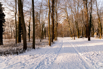 A footpath through a park with snow on trees and ground in the sun in wintertime