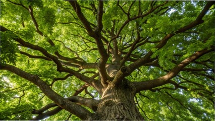 Fototapeta premium A large, old tree with thick branches and vibrant green leaves against a clear blue sky,A majestic old tree with lush green leaves and sturdy branches set against a bright sky.