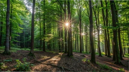 Sunlight filters through beech trees in a forest, creating a serene atmosphere for hiking and nature exploration,Rays of sunlight shine through trees in a beech forest