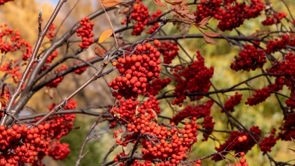 A tree with red berries is in the foreground