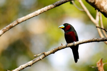 Black-and-red Broadbill (Cymbirhynchus macrorhynchos) on a Branch. Sukau, Kinabatangan River, Sabah. Borneo, Malaysia
