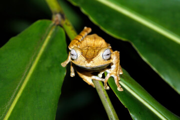 File-eared Tree Frog (Polypedates otilophus, aka Borneo Eared Frog, Bony-headed Flying Frog) on a Leaf. Deramakot Forest Reserve, Sabah Borneo, Malaysia