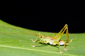 Cricket (unidentified species) on a Leaf, with Black Background. Danum Valley, Sabah. Borneo, Malaysia