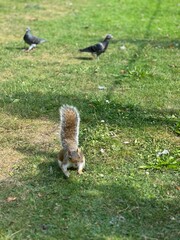 squirrel in the park