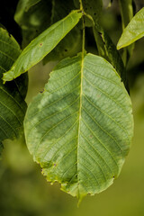 sunlit green leaf