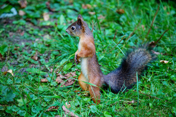 Squirrel (Latin Sciurus) standing on its hind legs against a background of green grass on a clear sunny day. Animals are mammals of zoos.