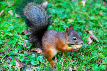 Fototapeta premium Squirrel (Latin Sciurus) with a nut in his teeth on a background of green grass on a clear sunny day. Animals are mammals of zoos.