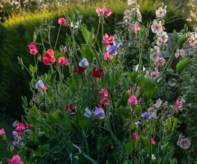 Sweet Peas in Summer