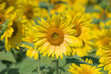 Tournesol