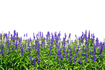 Meadow flower in lilla and white color isolated png t im field i