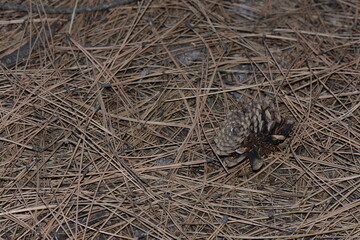 pine cone on needles