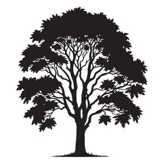 Fototapeta premium Ash Tree Vector illustration in black and white - Ash Plant Silhouette Design