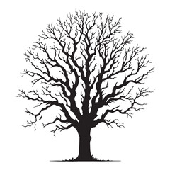 Fototapeta premium Ash Tree Vector illustration in black and white - Ash Plant Silhouette Design