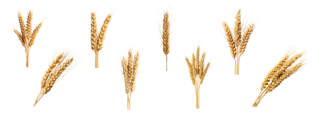 A single Barley on white background