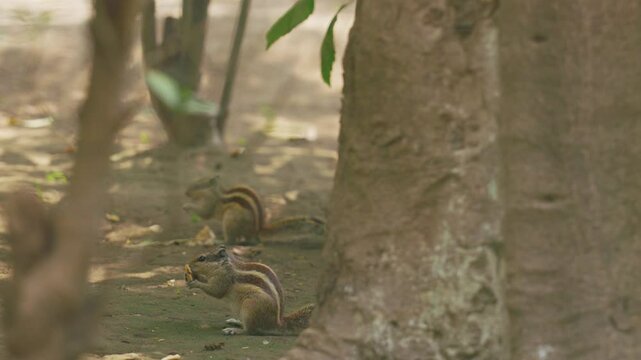 Indian palm squirrel feeding in tree. India. Indian palm squirrel or three-striped palm squirrel - Funambulus palmarum - is a species of rodent in the family Sciuridae found naturally in India south