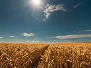 Golden wheat field under a blue sky, capturing summer's essence.