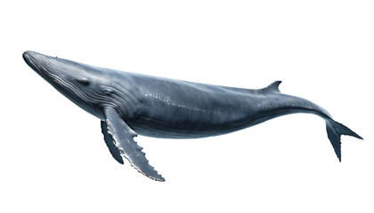 Whale on a transparent background