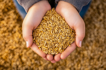 Close up image of hands holding animal feed at a stock yard