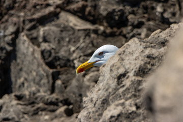 Seagull hiding head looking right from behind volcanic rock