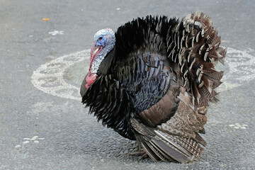 An adult male turkey flares its wing and tail feathers to threaten intruders entering its...