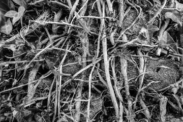 Close up of roots at the plants
