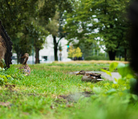 Ducks on Land in a City Park