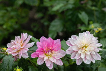 Pink and white striped dahlia blossoms. Copyspace.