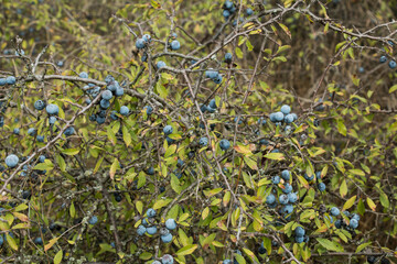 A image showing clusters of ripe blue sloes hanging from branches of a bush with green leaves.