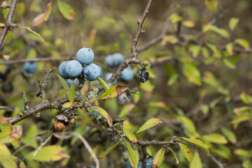A detailed image showing clusters of ripe blue sloes hanging from branches of a bush with green...