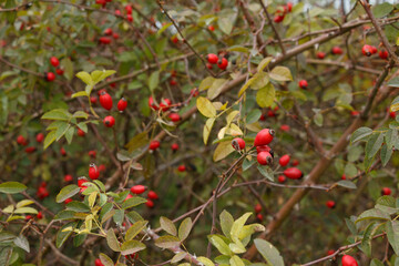 A vibrant of red rose hips growing on a branch with green leaves. The fresh fruit stands out against the blurred background.