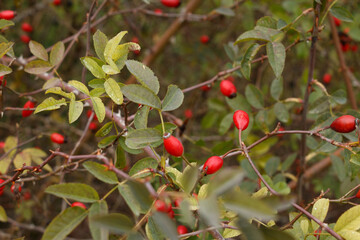 A vibrant close-up of red rose hips growing on a branch with green leaves. The fresh fruit stands out against the blurred background.