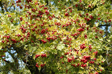 A vibrant display of red hawthorn berries growing in large clusters on a tree branch. The bright red fruit contrasts with the green leaves, basking in sunlight under a clear sky..