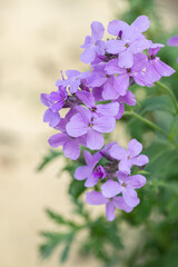 Obraz premium Light-purple dame's rocket flowers (Hesperis matronalis).