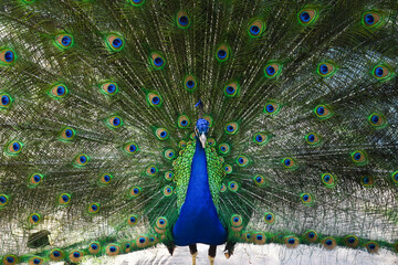 Obraz premium A male green peafowl (Pavo muticus) is displaying his brilliant tail to a female in Taman Safari Bogor, Indonesia