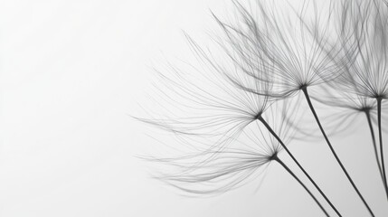Obraz premium Close-up of dandelion seeds on white background, minimalist concept