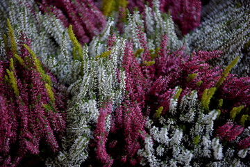 Calluna vulgaris. Blooming white, yellow and pink heather flowers. Bunch of purple scotch heather. Autumn and winter plants cultivating. Flowering plant family Ericaceae. Selective focus.