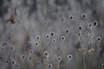 Dry wild plants and flowers. Dried flower head. Brown dried flowers with white fluffy cores. Delicate dry flower. Selective focus. Beautiful grass with seeds standing on sunlight of autumn day