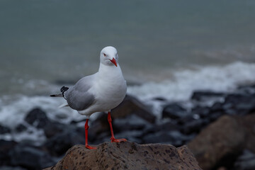 seagull on the rocks
