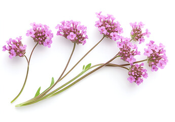 Fototapeta premium a close up of purple flowers 