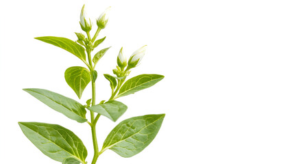 Naklejka premium a close up of white flowers 