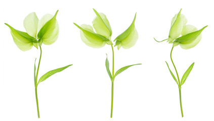 Obraz premium a close up of white flowers 