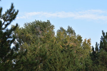 Pine trees in the forest on a background of blue sky