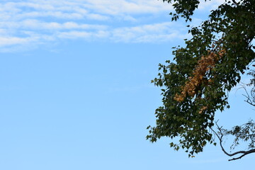 Autumn leaves on branches against blue sky